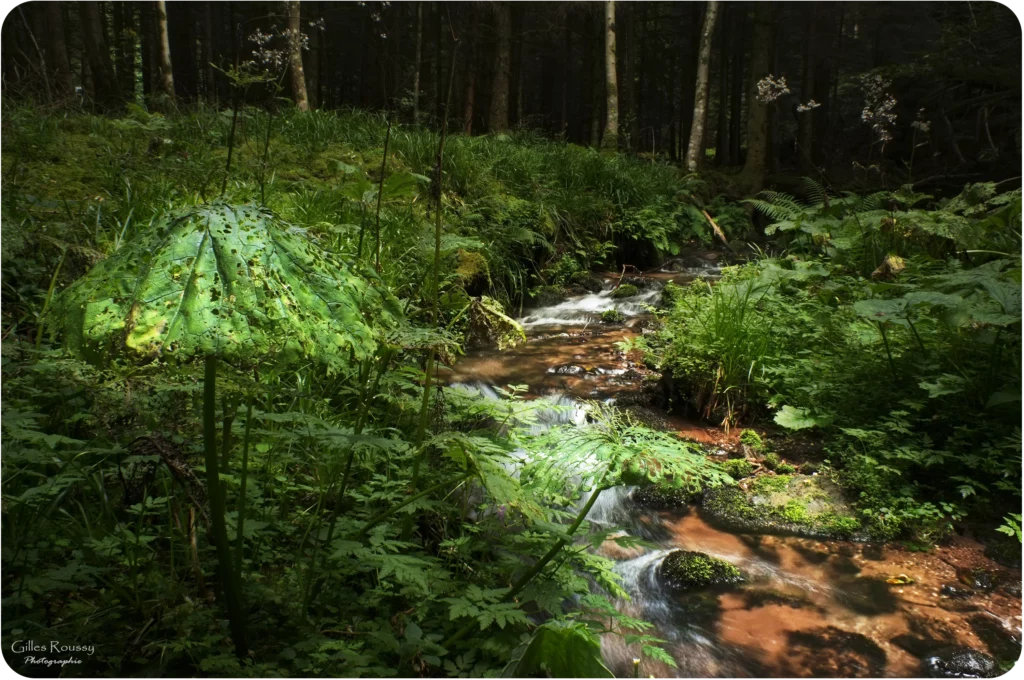 Bien-être naturopathie santé holistique naturelle